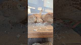 Iraniteetar Family Feeding ✅️ shortsviral shortvideos Partridges [upl. by Gish]