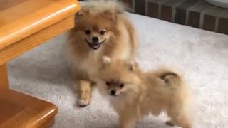 Tiny Pomeranian Puppies Run Barking  The Video That Will Change Your Day [upl. by Adnama284]