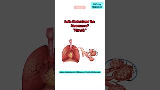 Lets Understand the Structure of Alveoli 🔴 alveoli biology medical yt [upl. by Agueda]