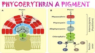 Phycoerythrin a pigment [upl. by Kissel]