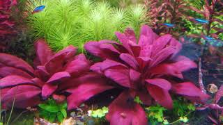 Samolus parviflorus red  Plants Profile [upl. by Onimixam]