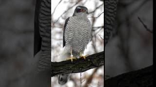 Habicht Ruf Accipiter gentilis [upl. by Iline]