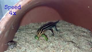 Feeding a Skink 102723 🎶 musicvideo speedytheskink [upl. by Auqinimod]