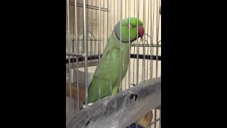 ببغاء الدرة المتكلم talking ring neck parrot [upl. by Eki661]