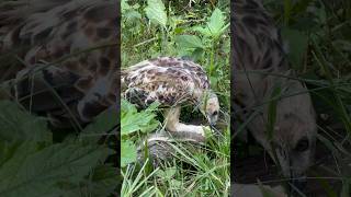 Changeable Hawk Eagle catch snack for their food amazing eagle eagleflying bigeagle hunting [upl. by Glanville276]