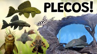 Perfect Plecos for Your Aquarium Plecostomus Are Not Just Suckers [upl. by Neirual907]