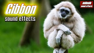 Gibbon sound effects  6 types of Gibbon sounds  Animals sound effects [upl. by Aetnahs]