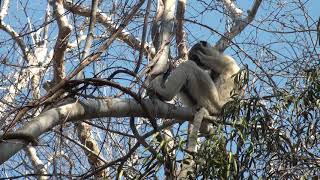 Beautiful Lemur Verreaux Sifaka [upl. by Ko]