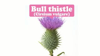 Strength Protection inconvenience trouble aggressionBull thistle [upl. by Etteiram]