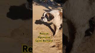 quotAggressive dog finds lovequotquotSaint Bernard aggression recoveryquot [upl. by Niraa]