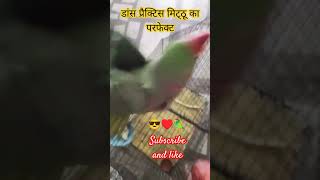 Motorola game photo acting karne wala tota gane wala tota bolane wala tota talking🦜♥️ player parrot [upl. by Kciredec564]