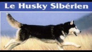 Le husky sibérien  Origine personnalité aptitudes éducation santé hygiène choix du chiot [upl. by Tiedeman]