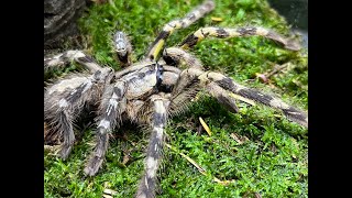 Poecilotheria fasciata Sri Lanka Ornamental rehouse and care [upl. by Tersina786]