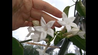 Stephanotis floribunda exotic plant in INCREDIBLE beautiful bloom [upl. by Sitruk]