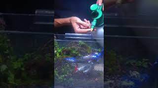 Chilling Terrarium part 105 terrarium aquarium aquascape trending fishtank decor plants [upl. by Ohs]