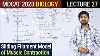 Muscle Contraction  Sliding Filament Model of Muscle Contraction  MDCAT 2023 [upl. by Reimer223]