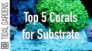 Top 5 Corals for the Substrate [upl. by Nivan34]