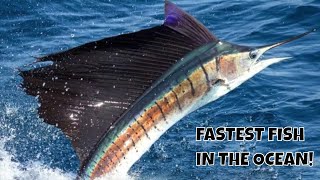 THIS IS THE FASTEST FISH ON THE PLANET SAILFISH [upl. by Andrien]