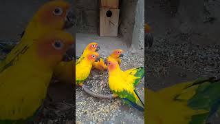 Sun conure parrot birdssun conureviralshortsvideo [upl. by Muhammad]