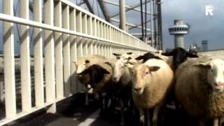 Schapen op Van Brienenoordbrug [upl. by Kotto]