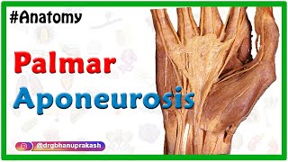 Palmar aponeurosis Animation  Attachments Functions Clinical relevance USMLE NEETPG INICET [upl. by Atikal]