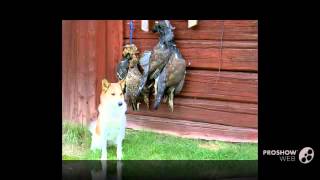 Norrbottenspets Dog breed [upl. by Eugnimod]