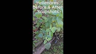 Before and After Hellebores [upl. by Natanhoj]