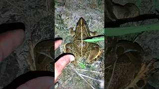 Frog amp Toad CATCHING Funny Moments 🐸🦎 Hilarious Animal Compilation [upl. by Lilia801]