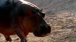 Deadly Hippos kills dozens of people every year [upl. by Donnelly]