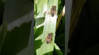 Sexual dimorphism in Eristalis hoverflies [upl. by Enahsal830]