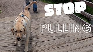 Stop Your Dog from Pulling on the Leash  Loose Leash Walking [upl. by Ellennad747]