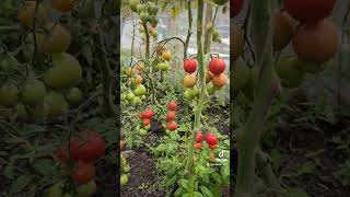 Ripening Tomatoes [upl. by Maleen]