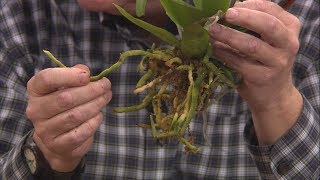 Repotting Grocery Store Orchids [upl. by Scrivenor]