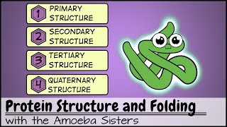 PROTEIN STRUCTURE Amino acid structures Primary secondary tertiary and quaternary proteins [upl. by Tades]