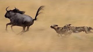 Perros Salvajes de África quotUna increíble Historia Documentales National Geographic WILD [upl. by Reamonn452]