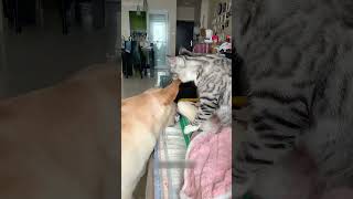 Mimi 😍 cat mycatchannel shortvideo funny catchannel yourcat pets catschannel yourpet [upl. by Negaem990]