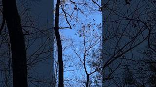 Waxing Crescent moonwatch nature windstorm [upl. by Raven270]