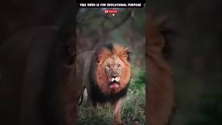 Black lion and white lion sjorts animals lion facts viralvideos youtubeshorts blacklion [upl. by Ynej91]