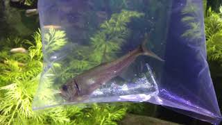 New Payara Fish Eating  Vampire Tetra [upl. by Vonni]