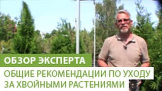 Общие рекомендации по уходу за хвойными растениями Как правильно ухаживать за хвойными растениями [upl. by Derayne]