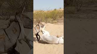 Donkeys fighter white and brown donkeyvillage [upl. by Eceirtal40]