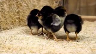 Golden Laced Wyandotte Chicks [upl. by Katusha]