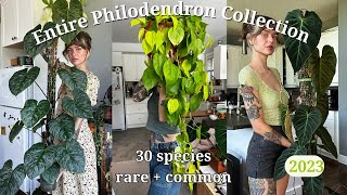 🚨 ranking my entire philodendron collection  30 species rare  common 🌿 my favourite genus [upl. by Shargel]