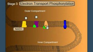 Electron Transport Phosphorylation [upl. by Malcolm]