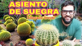 ASIENTO DE SUEGRA  echinocactus grusonii [upl. by Leicester]