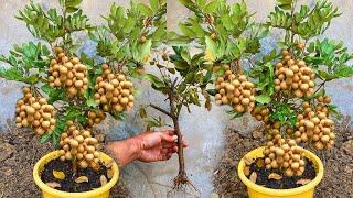 Cutting And Propagate Longan Tree With Aloe Vera In Coconut Fruit Longan Tree Growing [upl. by Nogaem279]