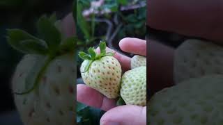 harvesting strawberry day 2 berkebun gardening homestead gardentokitchen [upl. by Mcripley]