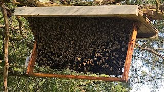 This Actually Worked  Russian Scion Swarm Trap Caught Honeybees Livestream [upl. by Goddord739]