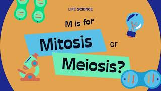 what is mitosis and meiosis complete animated explanation  what is mitosis and meiosis [upl. by Akiemehs]