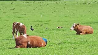 Paradise shelducks with ducklings strolling among cows  New Zealand Birds  Park stroll [upl. by Kent]